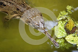Gavialis gangeticus is swimming in a swamp. Crocodile gharial, fish-eating crocodile, one of the longest of all living