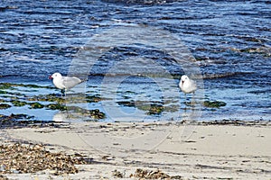 Gaviota coral, Larus audouinii, en Playa de S`Amarador photo