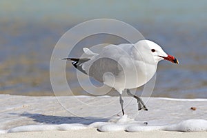 Gaviota coral, Larus audouinii, en Playa de S`Amarador photo