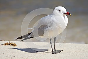 Gaviota coral, Larus audouinii, en Playa de S`Amarador photo