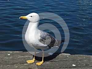 GAVIOTA EN EL PUERTO photo