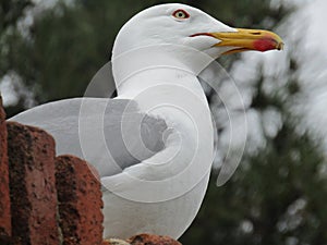 Gaviota photo