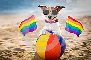 Gay dog relaxing on a beach