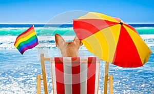 Gay dog relaxing on a beach chair