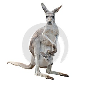 Gay kangaroo with joey