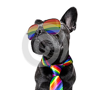 Gay pride dog