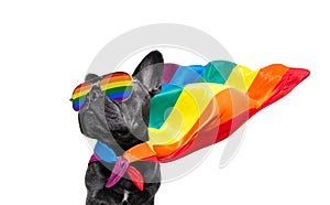 Gay pride dog