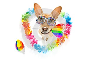Gay pride dog