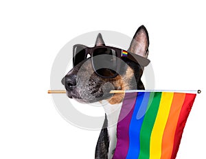 Gay pride dog