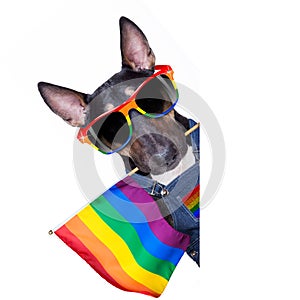 Gay pride dog