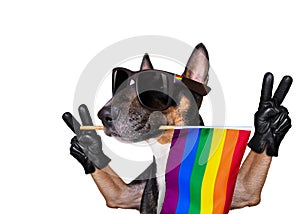 Gay pride dog