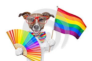 Gay pride dog