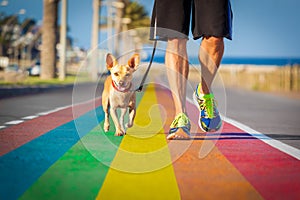 Gay pride dog rainbow street with owner walking