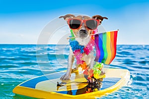 Gay pride surfer dog  at the ocean