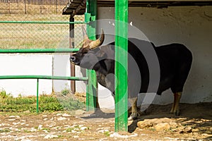 Gayal Bos gaurus frontalis