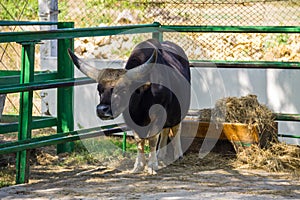 Gayal Bos gaurus frontalis