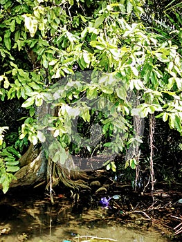Gayam tree that grows in puddles of water