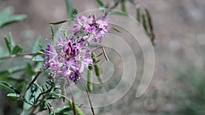 Gayfeather Blooms in the High Country of the Rocky Mountains photo