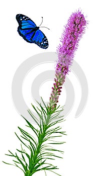 Gayfeather and butterfly photo