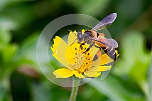 Gaysorn bees are nectar from flowers. Bee on flowers with grassland green background