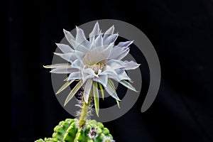 Beautiful opening pink Echinopsis subdenudata cactus flower on black background. photo