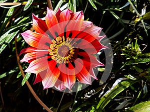 Gazania