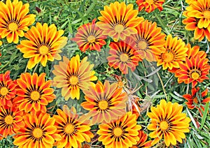 Gazania