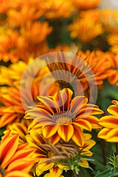 Gazania