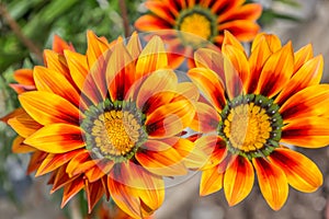 Gazania, Africa Daisy with red orange  petals and a green and yellow centre. The background is soft focus.