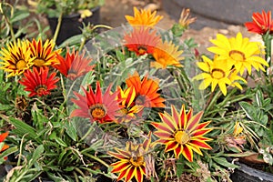 GAZANIA - AFRICAN DAISY.