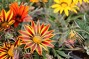 GAZANIA - AFRICAN DAISY.