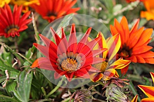 GAZANIA - AFRICAN DAISY.