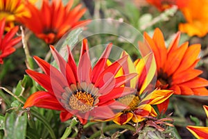 GAZANIA - AFRICAN DAISY.