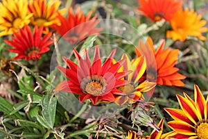 GAZANIA - AFRICAN DAISY.