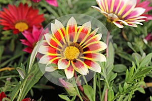 GAZANIA - AFRICAN DAISY.