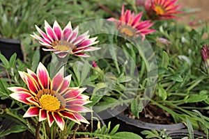 GAZANIA - AFRICAN DAISY.