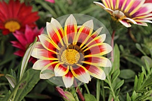 GAZANIA - AFRICAN DAISY.