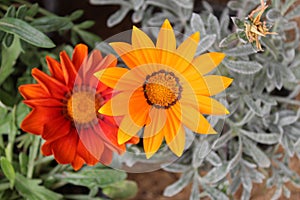 GAZANIA - AFRICAN DAISY.