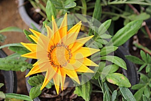 GAZANIA - AFRICAN DAISY.