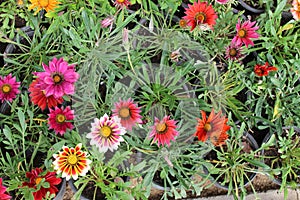 GAZANIA - AFRICAN DAISY.