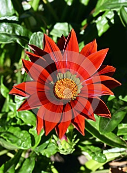 Gazania (African Daisy