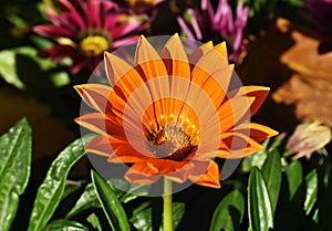 Gazania (African Daisy