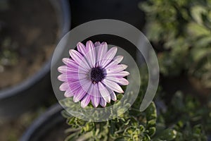 Gazania african daisy flowers closeup