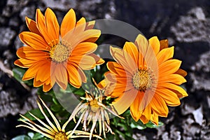 Gazania (African Daisy