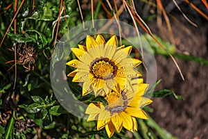 Gazania also known as treasure flowers