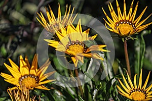 Gazania also known as treasure flowers