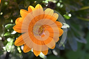 Gazania the beautiful summer flower close up in my garden