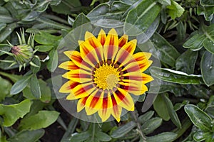 Gazania blossom close-up. African chamomile gazania asteraceae. Bright contrast yellow red flower