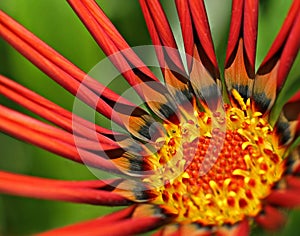 Gazania