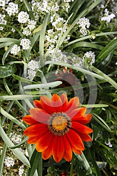 Gazania Daybreak and Alyssum â€œcarpet of snowâ€ flowers